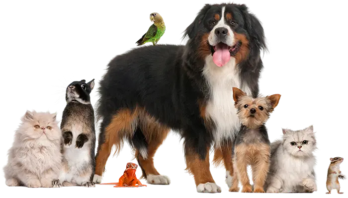 Dog, cat, and exotic pets