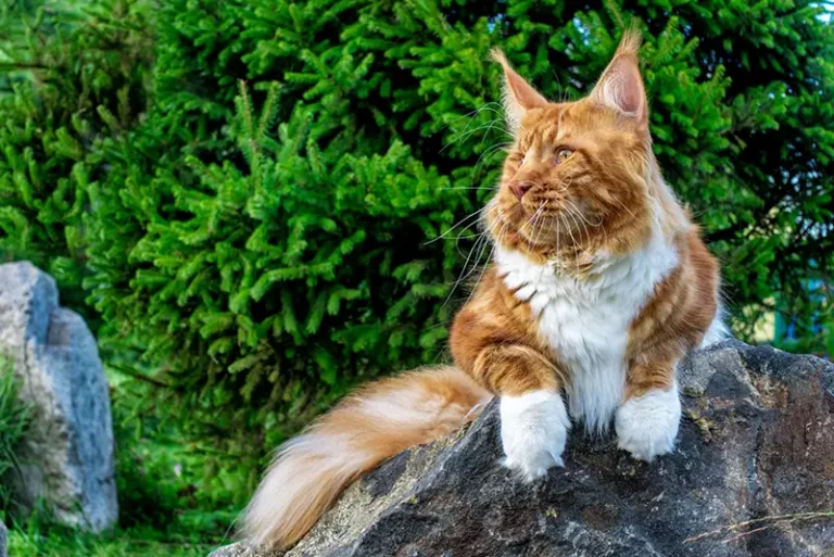 Ginger and white cat resting on a log